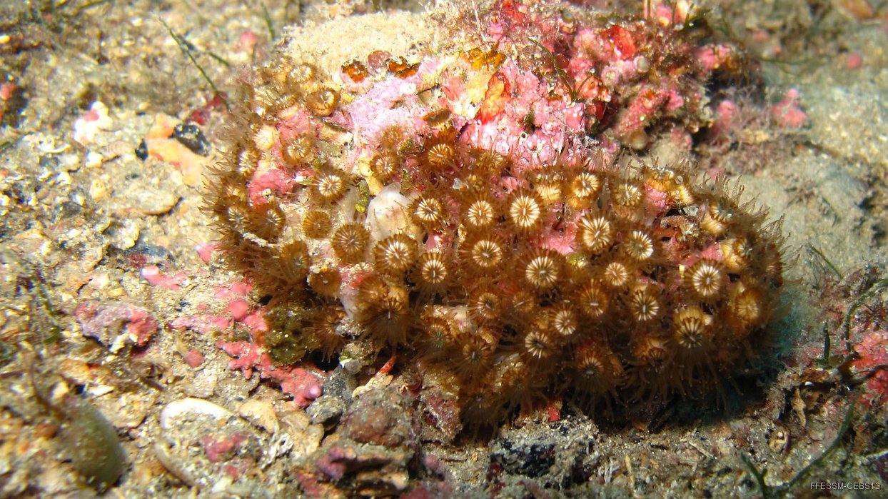 130 Cladocore (Cladocora caespitosa).JPG - Cladocore (Cladocora caespitosa)
